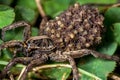 Female Wolf Spider With Babies