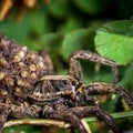 Female Wolf Spider With Babies Royalty Free Stock Photo