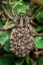 Female Wolf Spider With Babies Royalty Free Stock Photo