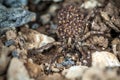 Female Wolf Spider With Babies Royalty Free Stock Photo