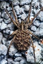 Female Wolf Spider With Babies