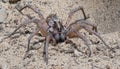 Female wolf spider with babies in sand Royalty Free Stock Photo