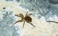 Female of wolf spider caring babies on her back