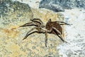Female of wolf spider caring babies on her back