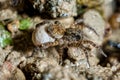 Female Wolf Spider Royalty Free Stock Photo