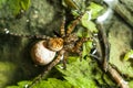 Female Wolf Spider Royalty Free Stock Photo