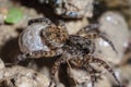 Female Wolf Spider Royalty Free Stock Photo