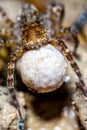 Female Wolf Spider Royalty Free Stock Photo