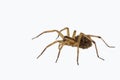 Female wolf spider carrying young