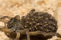 Female Wolf Spider Royalty Free Stock Photo