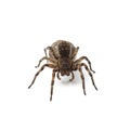 Female of wolf spider with cocoon  on white Royalty Free Stock Photo