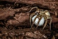 Female wolf spider Royalty Free Stock Photo