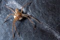 A female wolf spider with her egg sac Royalty Free Stock Photo