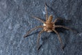 A female wolf spider with her egg sac Royalty Free Stock Photo