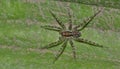 A female Wolf Spider out hunting. Royalty Free Stock Photo