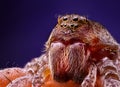 Female wolf spider portrait