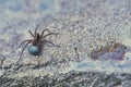 Female wolf spider sits on concrete color Royalty Free Stock Photo