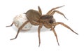 Female wolf spider, Trochosa with egg sac Royalty Free Stock Photo