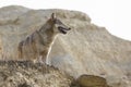 Female wolf standing near cliffs edge