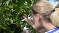 Female woman pick gather ripe hazel nutwood nuts nut-tree branch