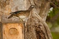 Female Wood Duck