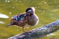 Female Wood Duck on branch resting