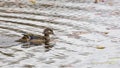 Female wood duck drake in the lake Royalty Free Stock Photo