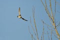 Female Wood Duck Flying in a Blue Sky Royalty Free Stock Photo