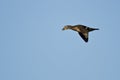 Female Wood Duck Flying in a Blue Sky Royalty Free Stock Photo