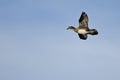 Female Wood Duck Flying in a Blue Sky Royalty Free Stock Photo