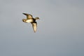 Female Wood Duck Flying in a Blue Sky Royalty Free Stock Photo