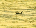 Female Wood Duck Golden Sunset Juanita Bay Park Lake Washington Royalty Free Stock Photo