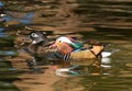 A female wood duck and a male Mandarin duck Royalty Free Stock Photo