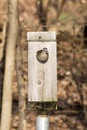 Female wood duck in nest box