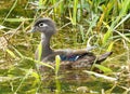 Female Wood Duck