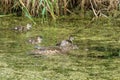 A female, hen wood duck, and her brood of young swim in the marsh..