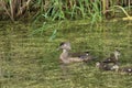 A female, hen wood duck, and her brood of young swim in the marsh..