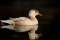 Female Wood Duck on Water Royalty Free Stock Photo