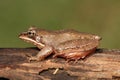 Female Wood Frog Rana sylvatica Royalty Free Stock Photo