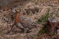 Female wood grouse