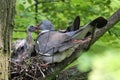 Female wood pigeon feeding the chick Royalty Free Stock Photo