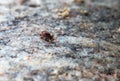 Mite on the stone. Female wood tick. Tick bite season
