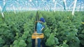 Female worker on an automatized vehicle is reaping off plants