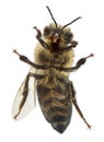 Female worker bee, Anthophora plumipes Royalty Free Stock Photo