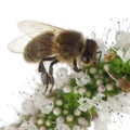 Female worker bee, Anthophora plumipes Royalty Free Stock Photo