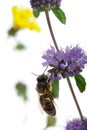 Female worker bee, Anthophora plumipes Royalty Free Stock Photo