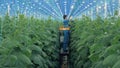 Female worker is cultivating cucumber plants in the warmhouse