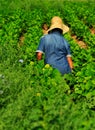 Female worker in farm