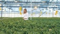 Female worker is going along the warmhouse and examining lettuce. Industrial greenhouse interior.