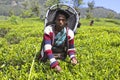 Female Worker Harvesting Leaves in Tea Plantation Royalty Free Stock Photo